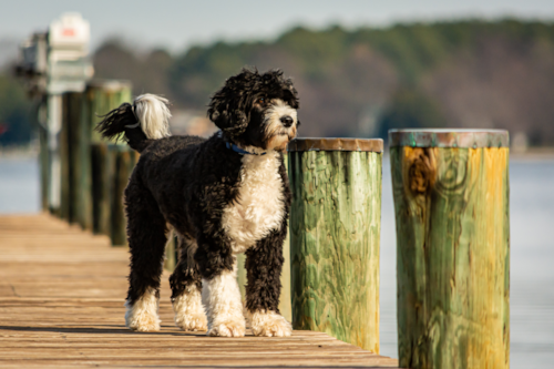 black and white portuguese water dog